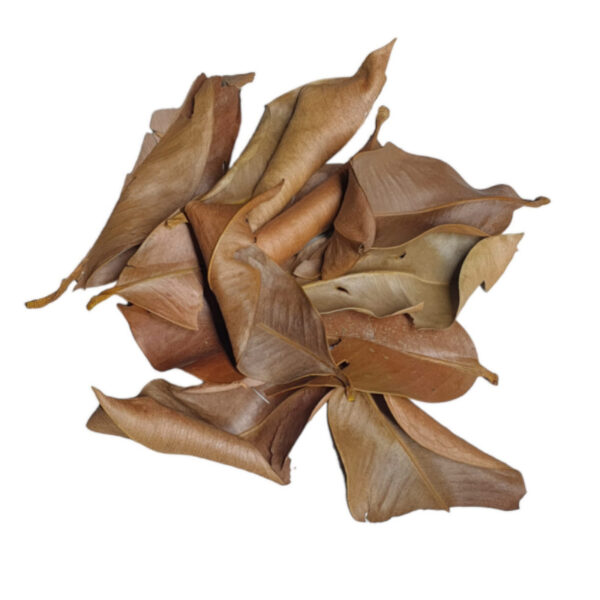 Natural Bio Active Mangosteen Leaf Litter Tropical Aquarium Terrarium Leaves